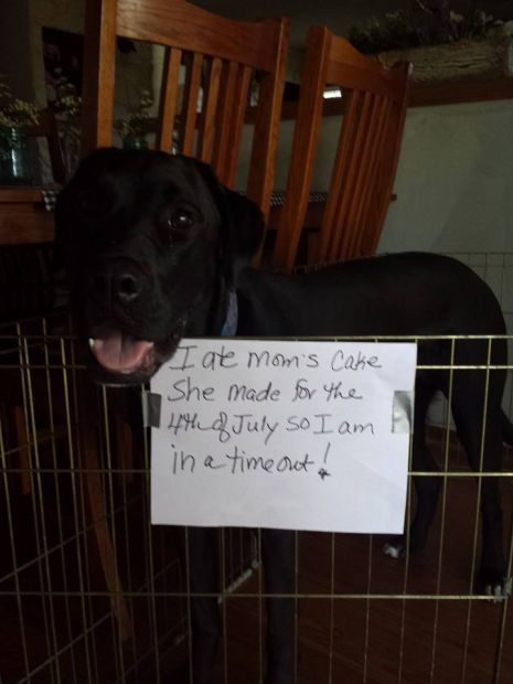 Naughty dog